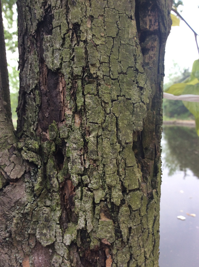 Mossy Tree Trunk