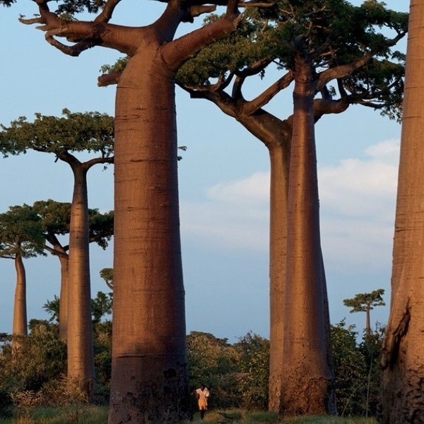 Baobab Tree #baobab #tree