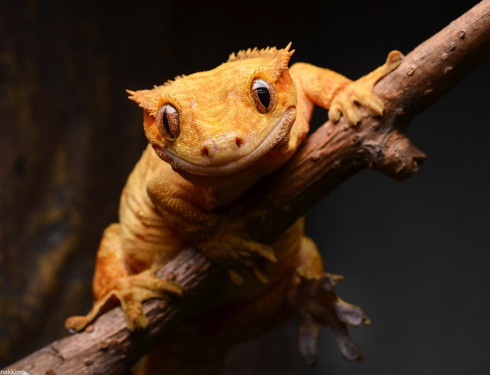 Macro Photography of Gecko Face by Nakkimo #macro photography #Gecko Photography #Animal Photography