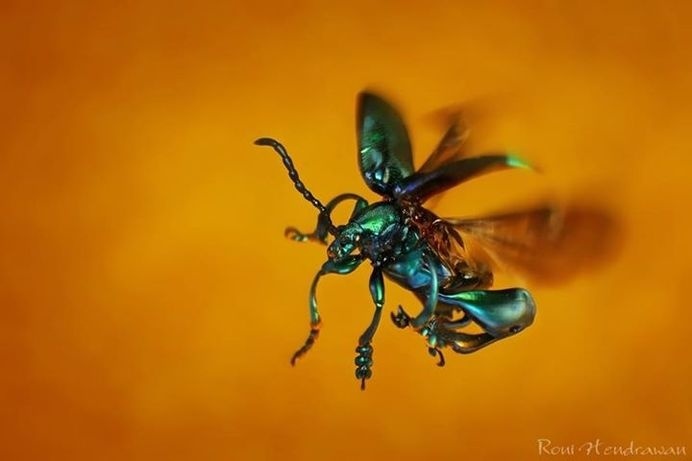 Wonderful Macro Photography of Insects by Roni Hendrawan #macro photography #insects photography