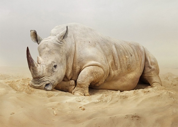 Animals Photography by Simen Johan