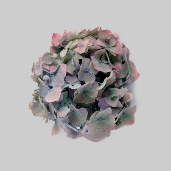 01_LR #flower #circle
