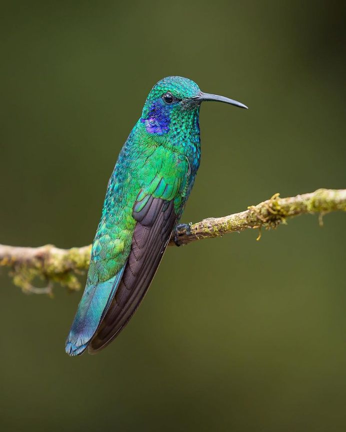 Lesser Violetear Hummingbird