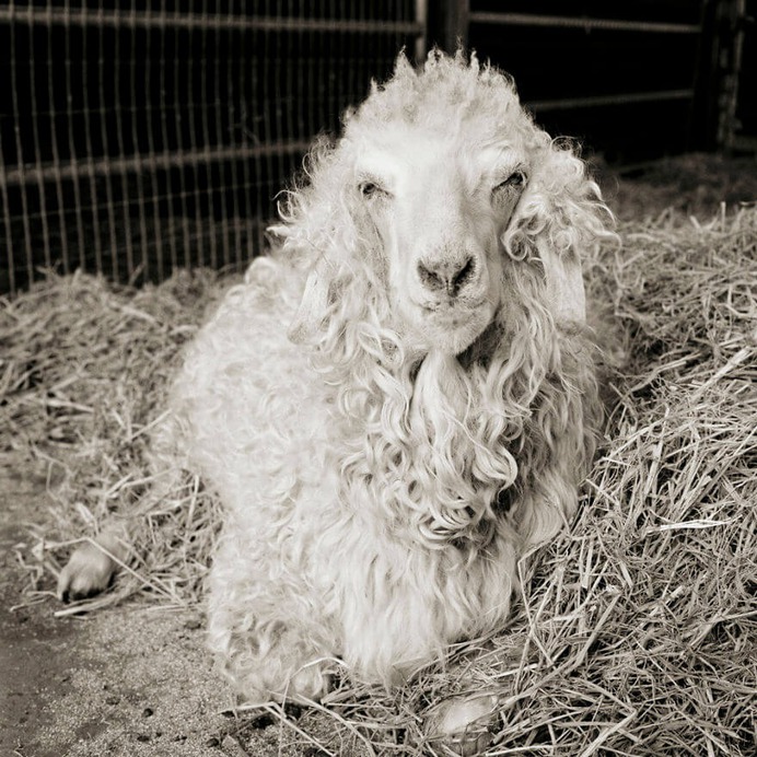 Melvin, Angora Goat, Age 11