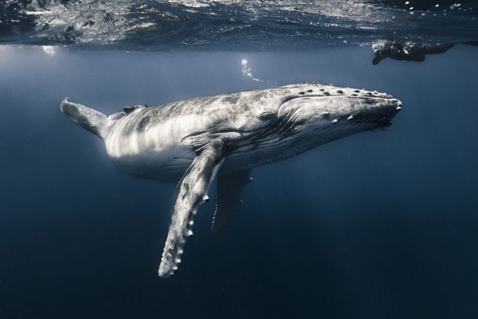 The Stunning Winners Of The 2017 Underwater Photographer Of The Year