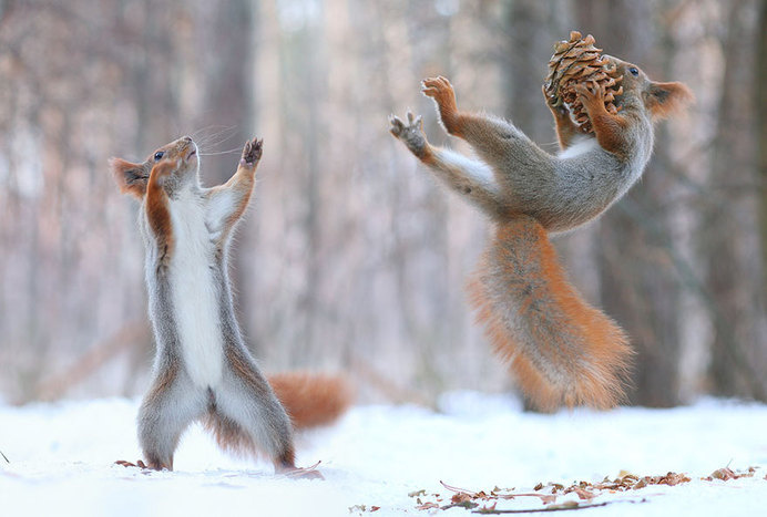 Adorable Squirrel Poses Photography by Vadim Trunov #animal photography #cutest poses