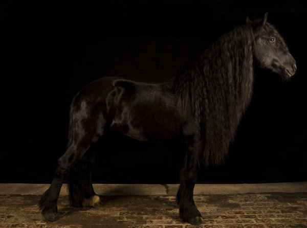 Marc Vonstein #inspiration #photography #animal