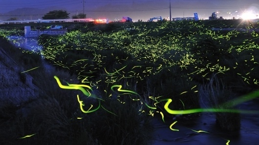 Magical Long-Exposure Firefly Photos Go Viral | Raw File | Wired.com #firefly