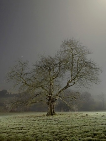 Freelance Photographer, Brighton, Sussex, UK : Photography by Jean-Luc Brouard : Photography Gallery: Personal #photo #tree