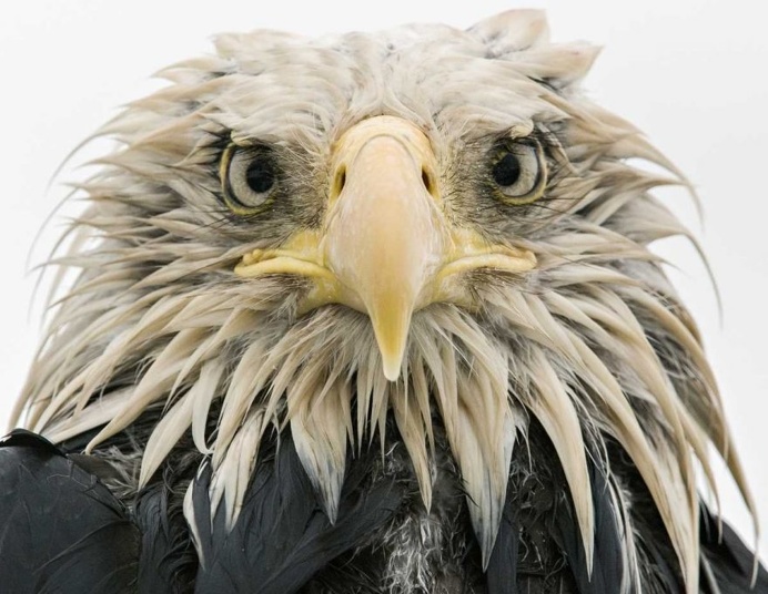 Bold eagle by Klaus Nigge