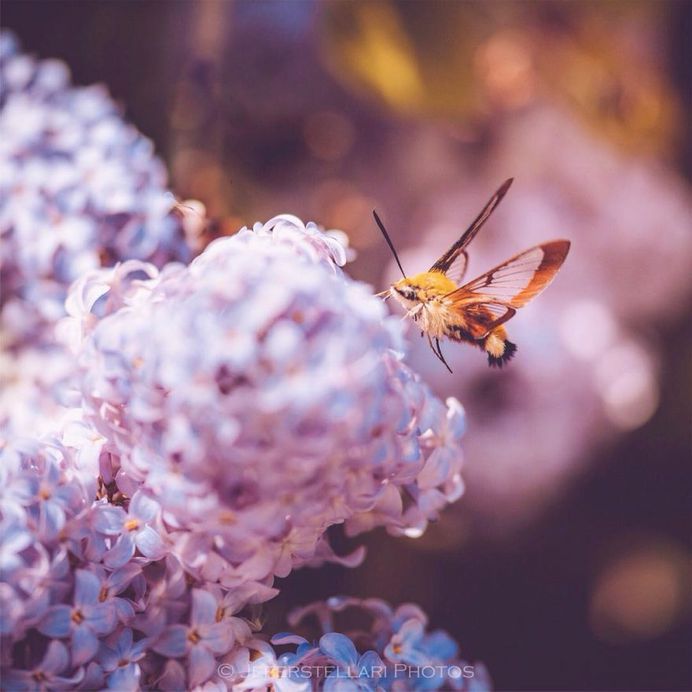 Beautiful Macro Flower Photography by Jeferson Silva Castellari