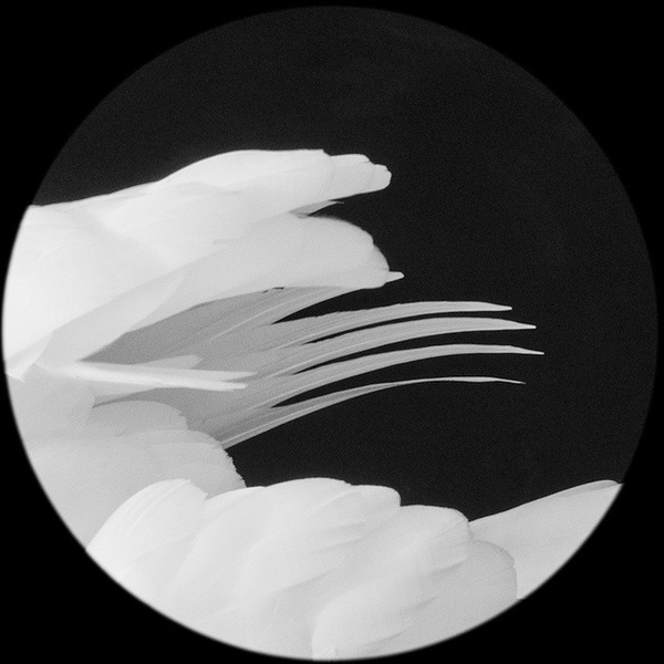 by tokioshi #white #bw #feathers