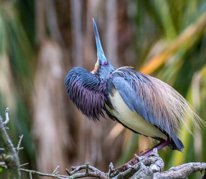 #your_best_birds: Creative Bird Photography by Bill Hoag
