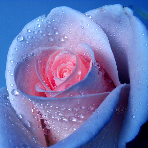 45 Beautiful Pictures of Roses #pictures #roses