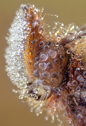 Buamai - 5893240-lg.jpg 586×851 Pixels #water #bug #dew #insect #closeup #macro