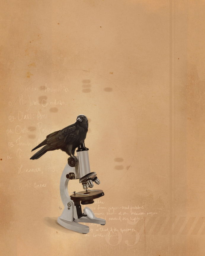 An Accident of Hope : Photo #corvid #design #bird #illustration #microscope #painting #crow #art #science #raven #intelligence