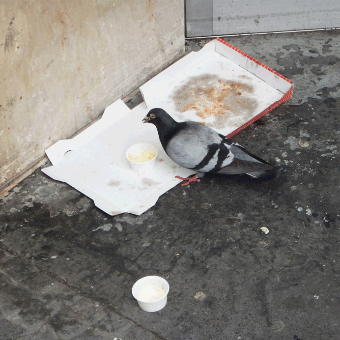 #pizza.gif © [ catrin mackowski ]