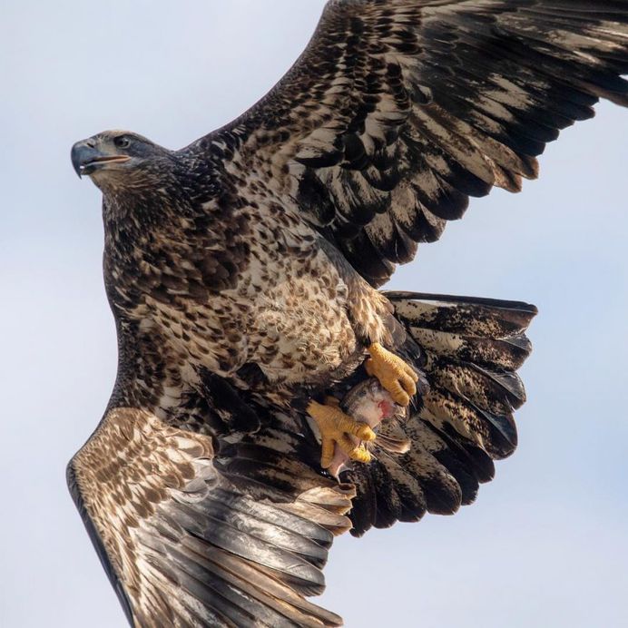 #birdfreaks: Striking Bird Photography by Adam Berry
