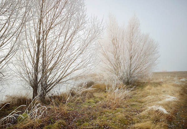 Frozen Trees New Zealand by Peter Clarke Photography Australia #landscape #frozen #trees #new zealand #ice #mist #moody