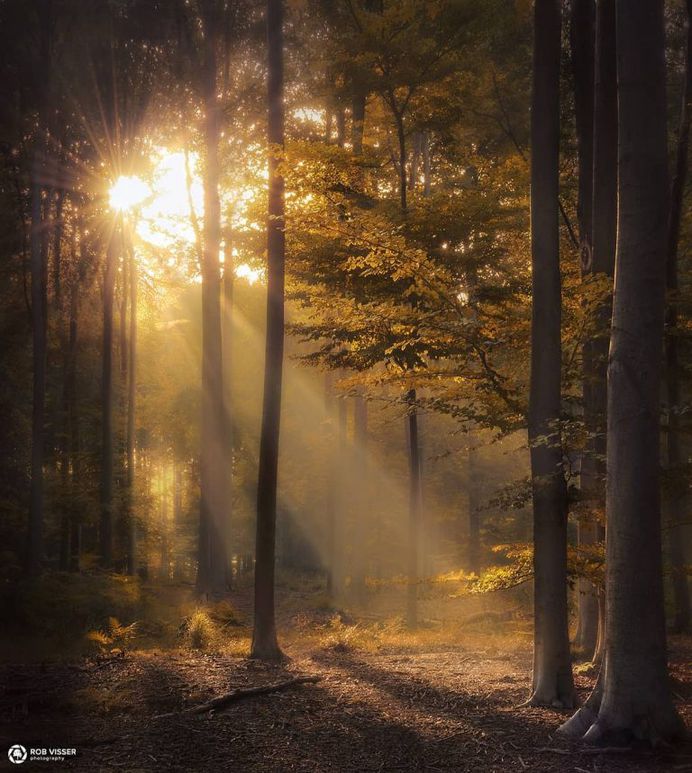 Mystical and Fine Art Forest Photography by Rob Visser