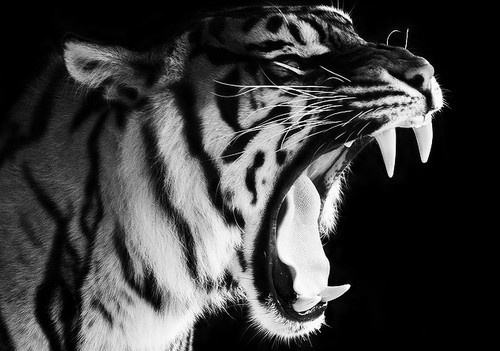 tumblr_lahujsYZJN1qcbrdao1_500.jpg (500×351) #teeth #tiger #fangs #roar