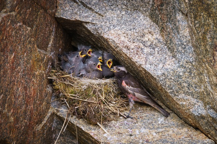 As the Rockies Melt, This Rare Nesting Bird Will Have Nowhere to Go | Audubon