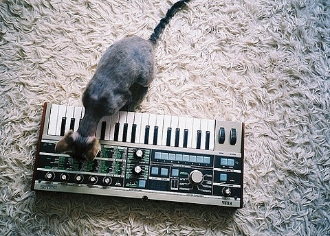 FFFFOUND! | slyAPARTMENT #carpet #cat #keyboard
