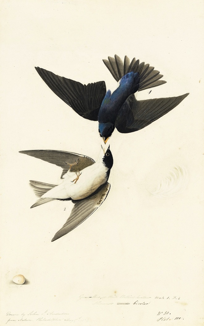 See Audubon's Famous Birds Like Never Before