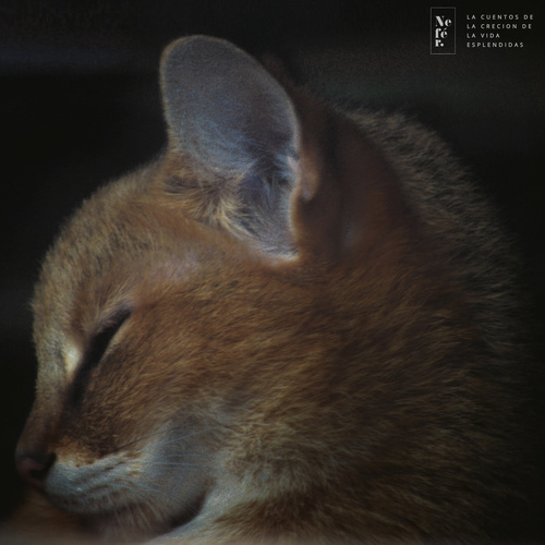 #cat #sleep #photo #face #animal #eye #love