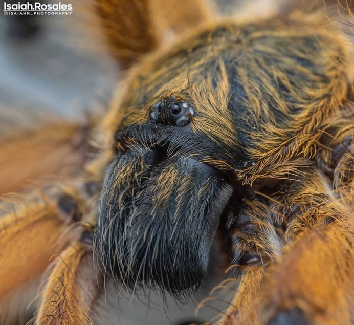 #kings_macro: Insect Macro Photography by Isaiah Rosales