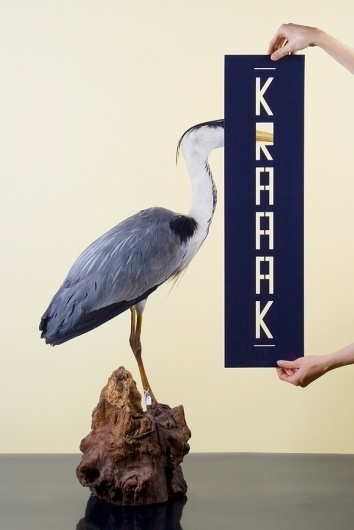 RAW COLOR #taxidermy #photography #colour