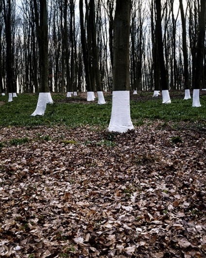 Zander Olsen's Tree Line Project | Trendland: Fashion Blog & Trend Magazine #photography #illusion #installation