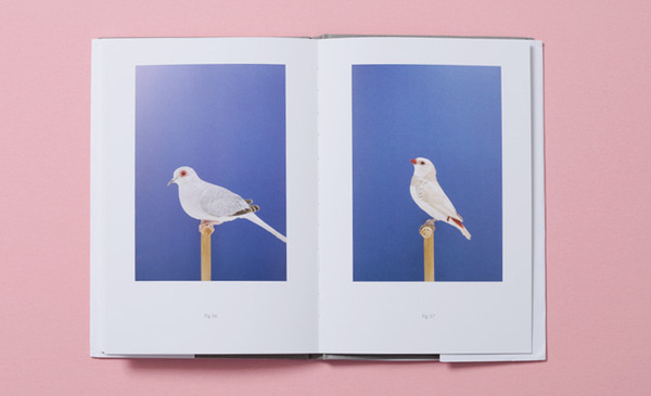 'An Incomplete Dictionary of Show Birds' by Luke Stephenson | Art | Wallpaper* Magazine: design, interiors, architecture, fashion, art #birds #colorful #magazine