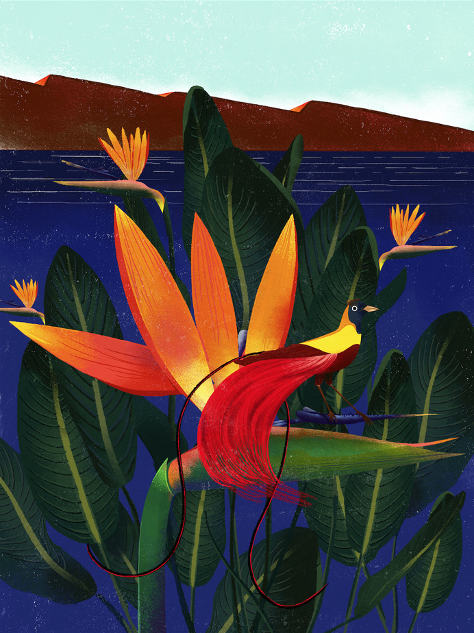 illustration