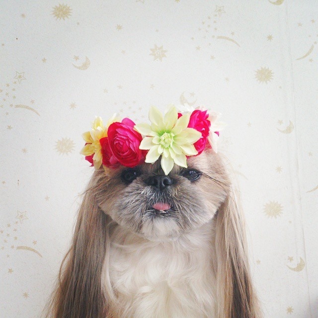 The Most Fabulous Derpy Dog Hair on Instagram #instagram #CuteDogs #Animal #photography