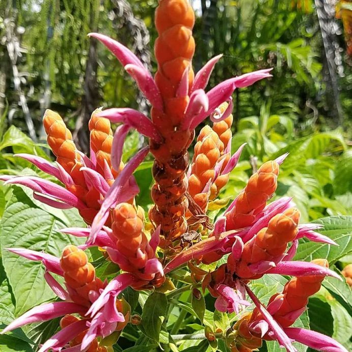 Aphelandra Flower Picture