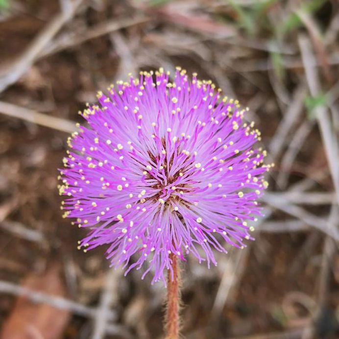 Mimosa Flower Picture