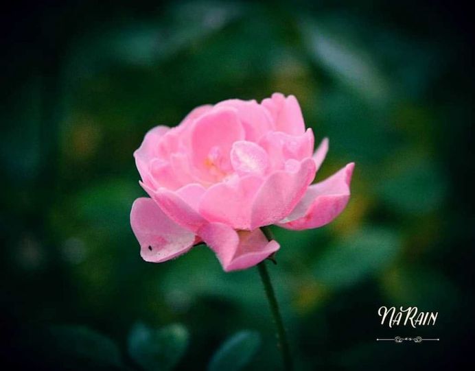Beautiful Flowers and Plant Photography by Tania Perneel Stunnenberg