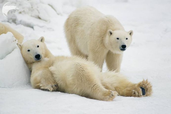 Spectacular Wild Animals Photography by Thomas D Mangelsen