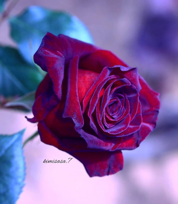 Beautiful Pictures of Roses by Kimi Sasa