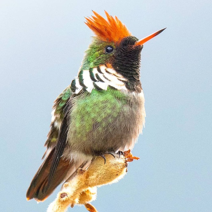 Birds of Brazil: Beautiful Bird Photography by Hudson Martins