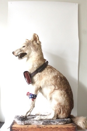 1924.us #taxidermy #coyote