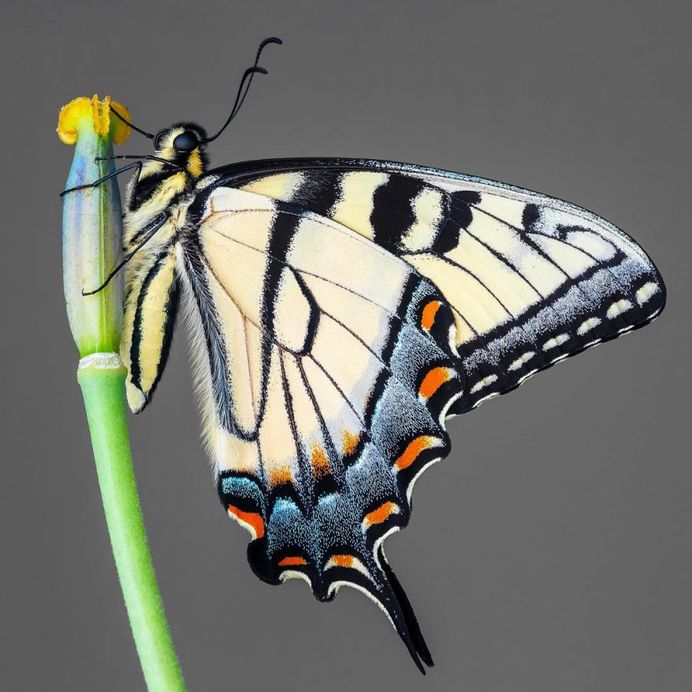 Papilio glaucus