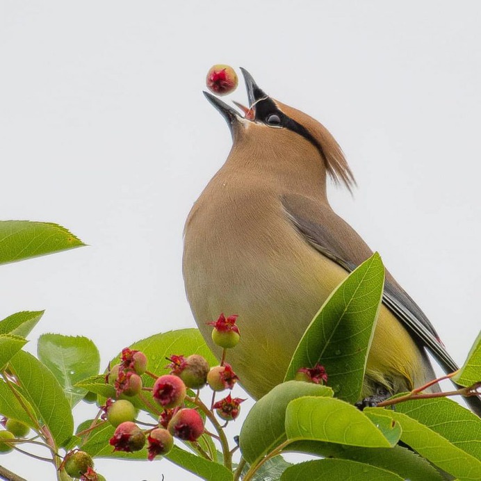 #birdwhisperer: Beautiful Birds Photography by Chris A. Fraley