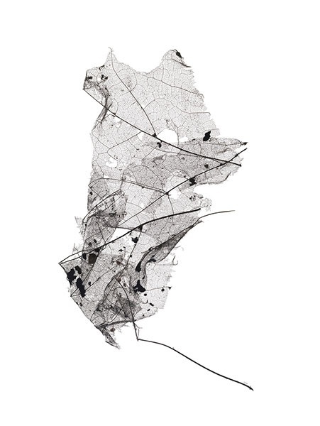 Giles Revell, Photographer · Projects · Flora #skeleton #leaf