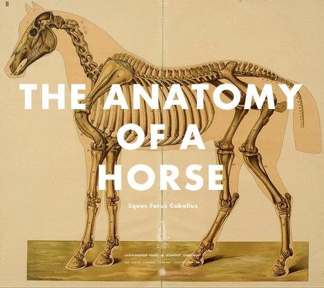 anatomy of horse.gif (469×417) #horse #anatomy #gif