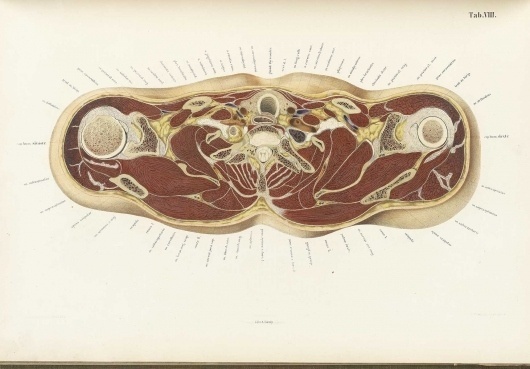 braune08.jpg 1719×1200 pixels #dissection #drawing #anatomy