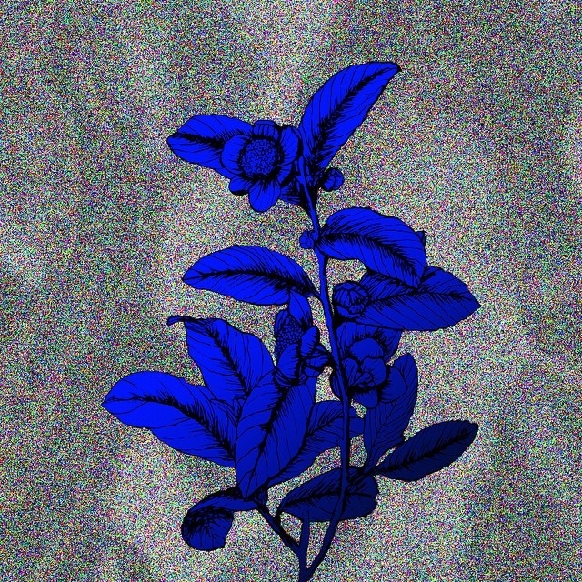#friday #flower #series #01 —B.
