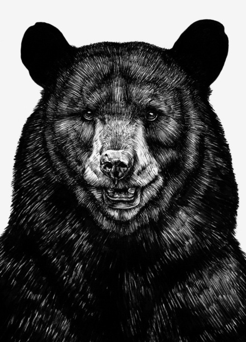 Sebastian Gomez de la Torre #grizzly #bear #illustration #drawing