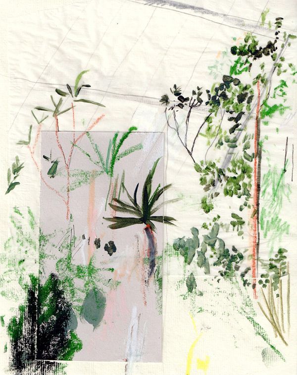 Alicia Galer's botanical illustration